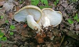 Mairitterling, Foto 58