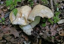 Mairitterling, Foto 59