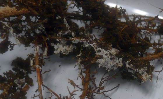 Maisartiger Schwamm, Foto 3