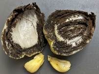 Maisbeulenbrand, Foto 32