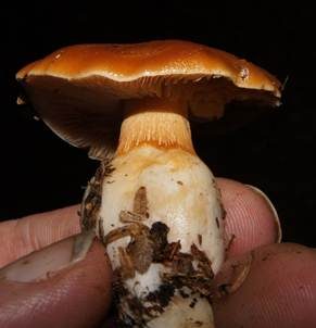Bitterster Schleimfuß, Foto 3