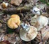 Bitterster Schleimfuß, Foto 12