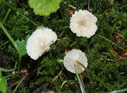 Matter Zwergschwindling, Foto 3