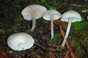 Mattweißer Rötling, Foto 1