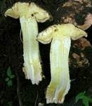 Maulwurfegerling, Foto 8
