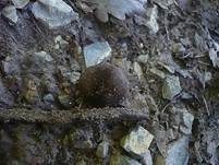 Mausgrauer Dachpilz, Foto 7