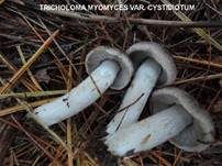 Mausgrauer Erdritterling, Foto 17