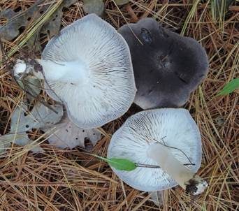 Mausgrauer Erdritterling, Foto 5