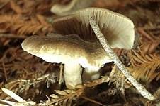 Mausgrauer Erdritterling, Foto 6