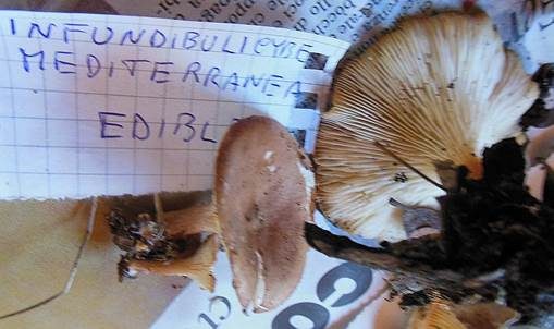 Mediterraner Trichterling, Foto 5