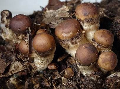 Medusenhaupt, Foto 2