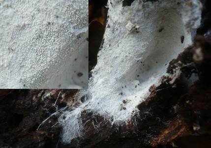 Mehliger Stachelsporling, Foto 3