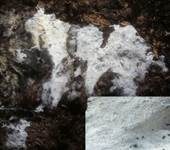 Mehliger Stachelsporling, Foto 5