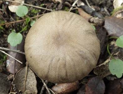 Mehl-Rötling, Foto 5