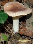 Mehlstielschneckling, Foto 6