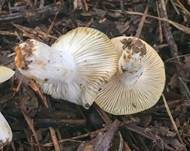 Mehlstieltäubling, Foto 18