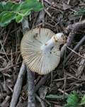Mehlstieltäubling, Foto 23