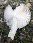 Mehlstieltäubling, Foto 27