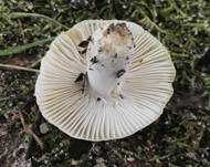 Mehlstieltäubling, Foto 9