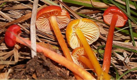 Mennigroter Saftling, Foto 3