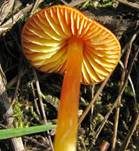 Mennigroter Saftling, Foto 29
