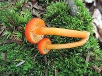 Mennigroter Saftling, Foto 9
