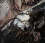 Milchender Saftzystidling, Foto 12