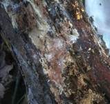 Milchender Saftzystidling, Foto 7