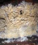 Milchender Saftzystidling, Foto 9