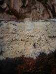 Milchender Saftzystidling, Foto 11
