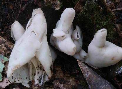 Milchweiße Lorchel, Foto 2