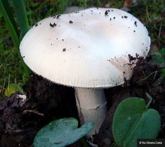 Milchweißer Wulstling, Foto 4