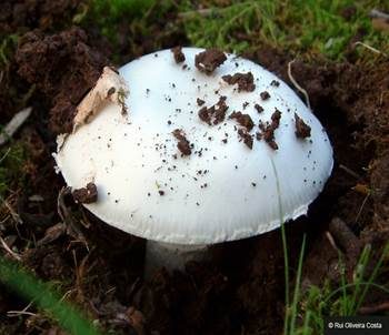 Milchweißer Wulstling, Foto 5