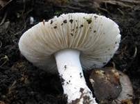 Milchweißer Wulstling, Foto 8
