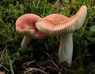 Milder Glanztäubling, Foto 3