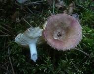 Milder Glanztäubling, Foto 12
