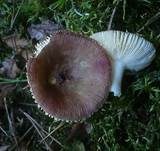 Milder Glanztäubling, Foto 13