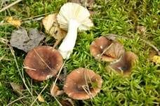 Milder Glanztäubling, Foto 15