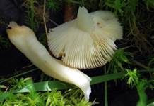 Milder Glanztäubling, Foto 16