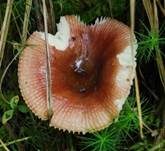 Milder Glanztäubling, Foto 17