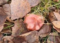 Milder Glanztäubling, Foto 20