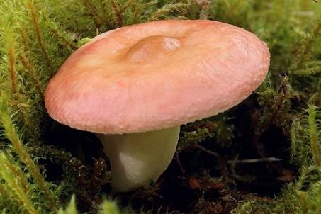 Milder Glanztäubling, Foto 4