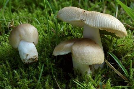 Milder Kammtäubling, Foto 2