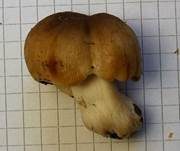 Milder Kammtäubling, Foto 12