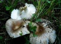 Milder Kammtäubling, Foto 6