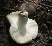 Milder Kammtäubling, Foto 7