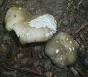 Milder Kammtäubling, Foto 9