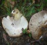 Milder Kammtäubling, Foto 10