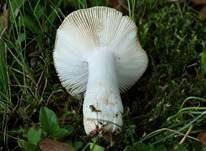 Milder Kammtäubling, Foto 11