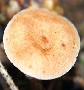 Milder Schwefelmilchling, Foto 5